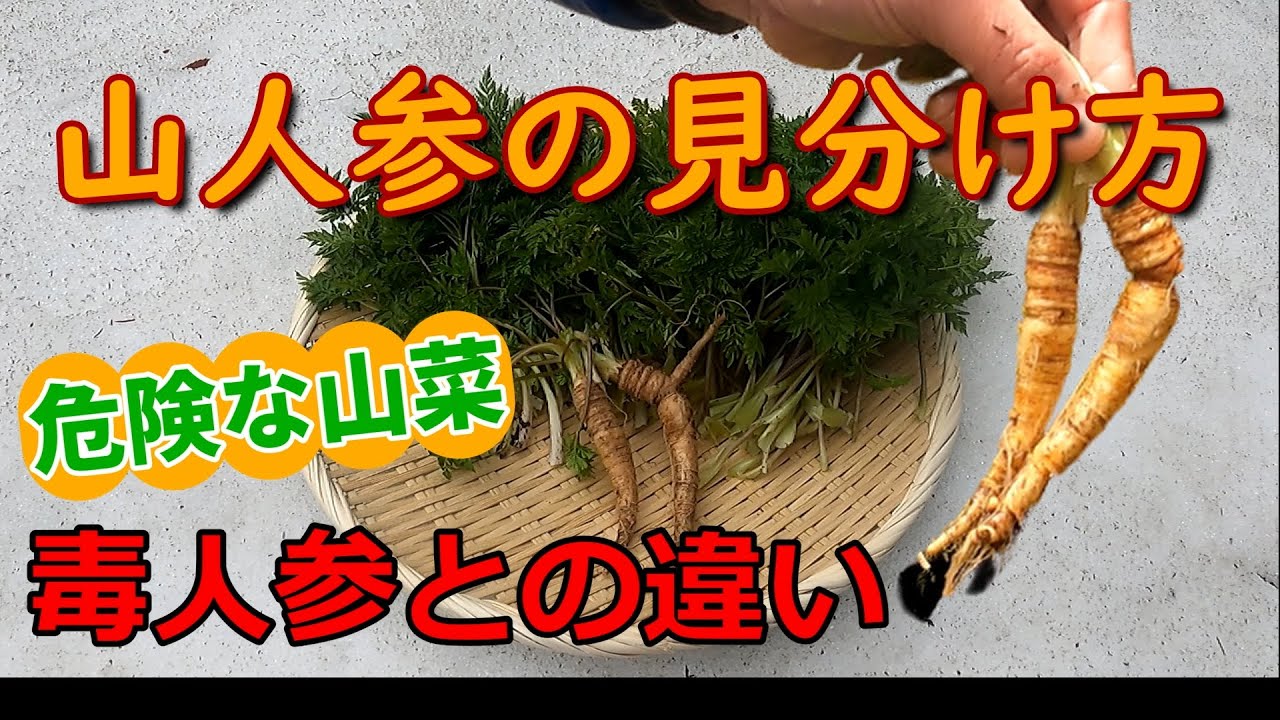 今が旬のヤマニンジンと危険な毒ニンジンの見分け方