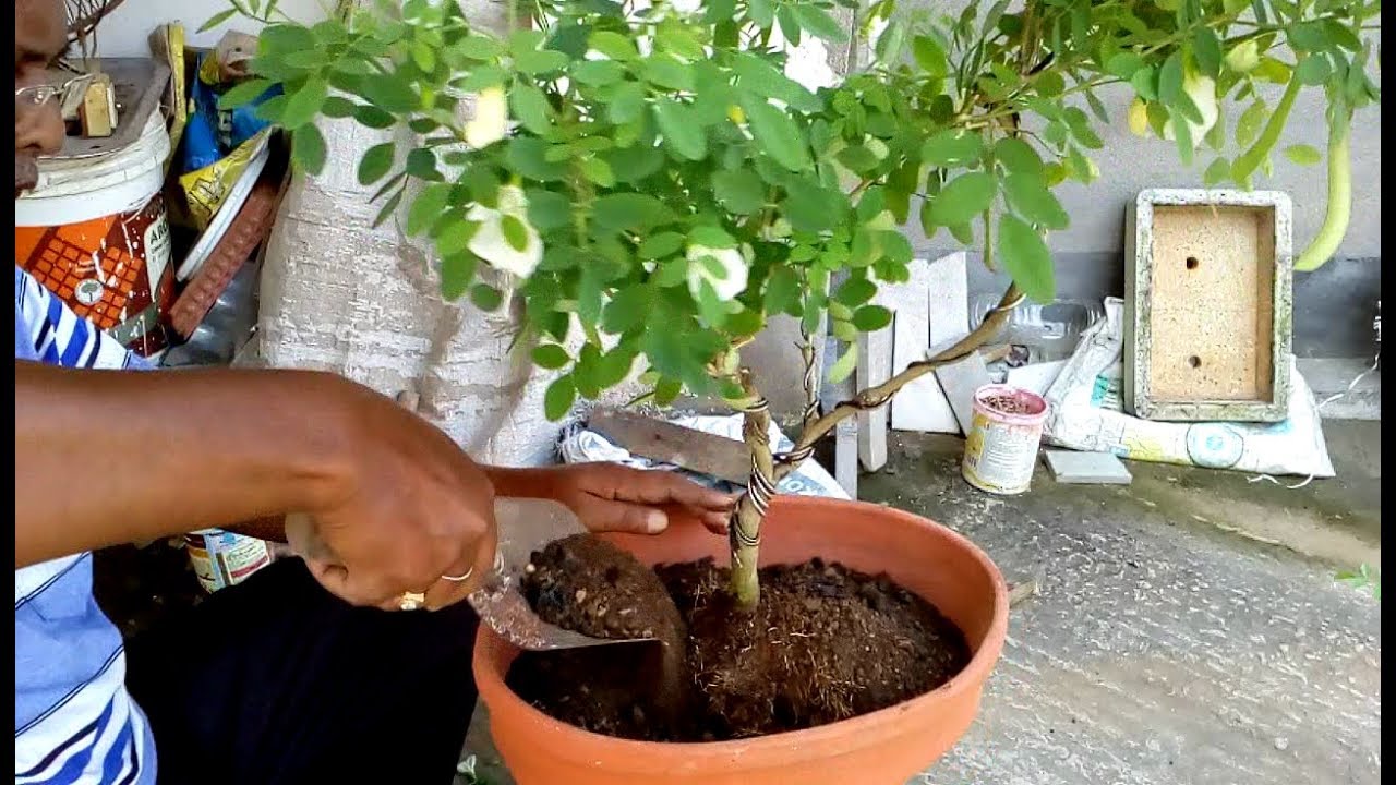 How to make bonsai of Aparajita plants ( with English subtitle )
