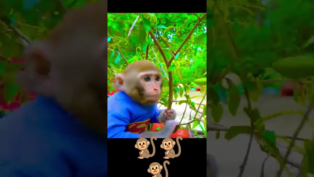 #shortsvideo #viral #cute monkey #little monkey #cartoon