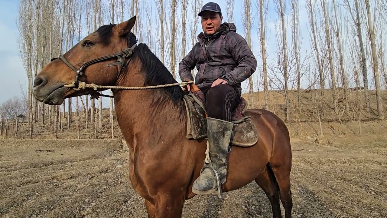 16 январь +996 222 156 992 Белгилуу прастой саттылат #кыргызстан #узбекистон #отбозор  #атбазар 