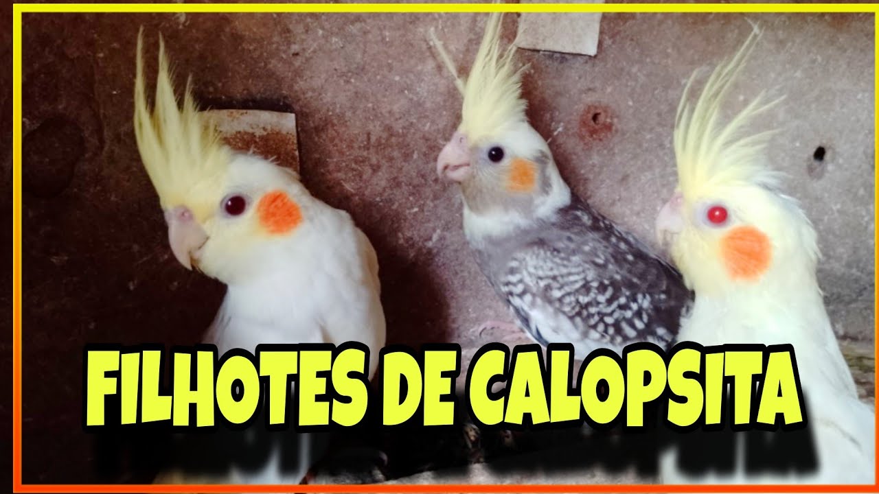 FILHOTES DE CALOPSITA LUTINO E ALECRIM