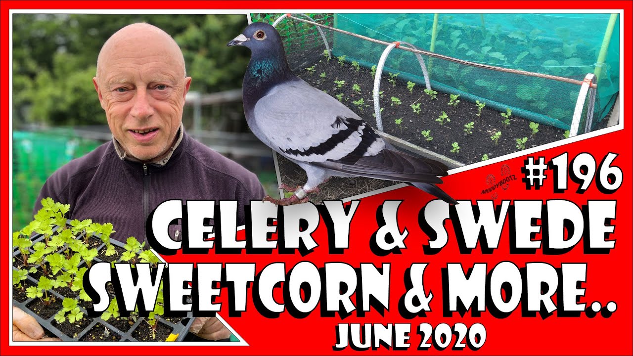 MuddyBootz Allotment #196 - Swede, Shallots, Sweetcorn, Celery and a rescue mission.