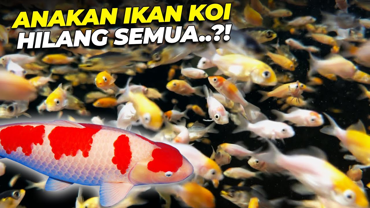 DIBALIK KABAR BAIK ADA KABAR DUKA DARI IKAN KOI DEHAKIMS..!!