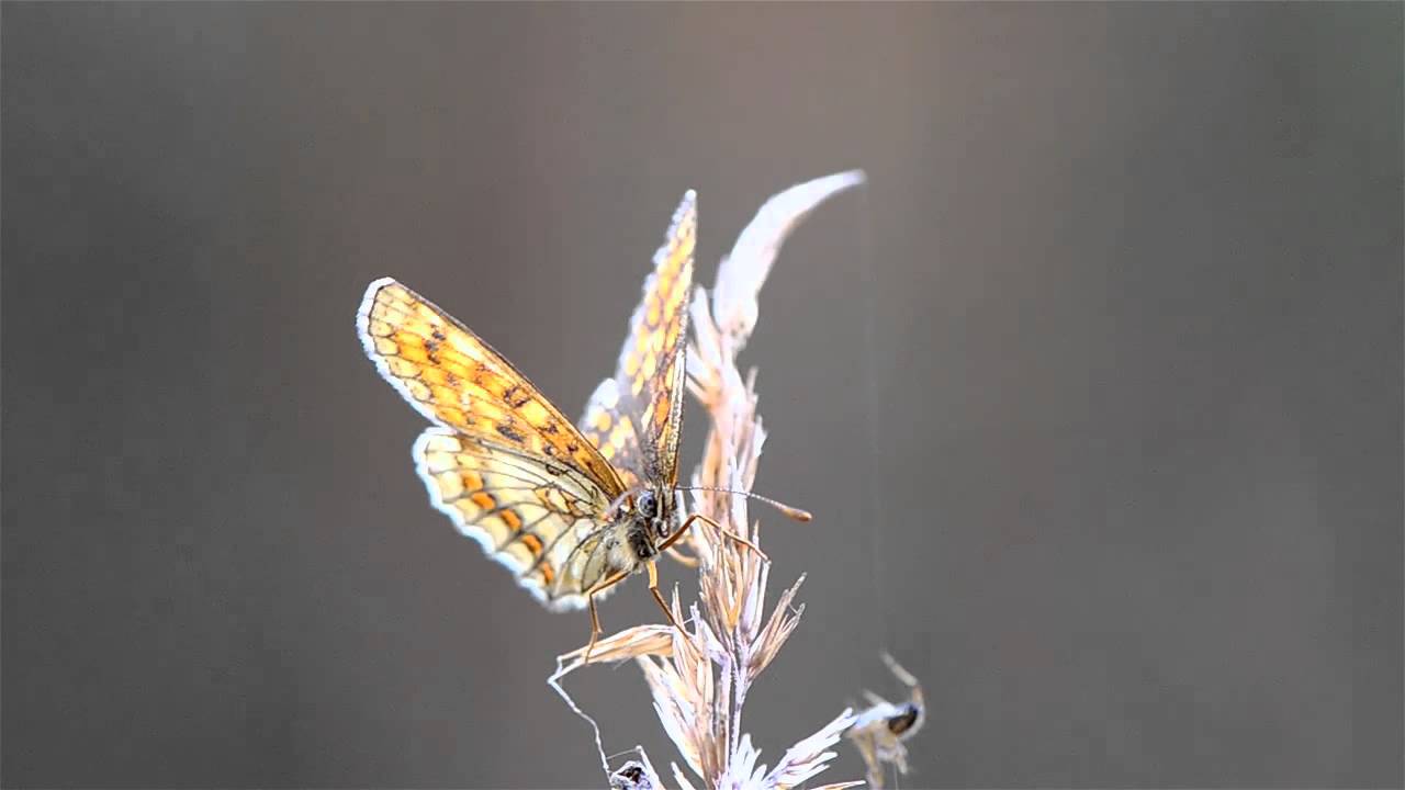 Motyle - Przeplatka britomartis, Przeplatka didyma