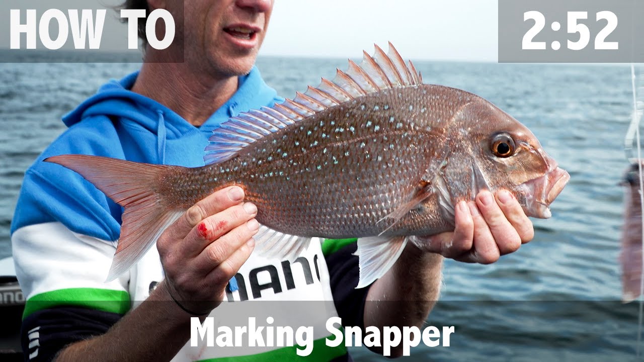Marking Snapper: What to Look for