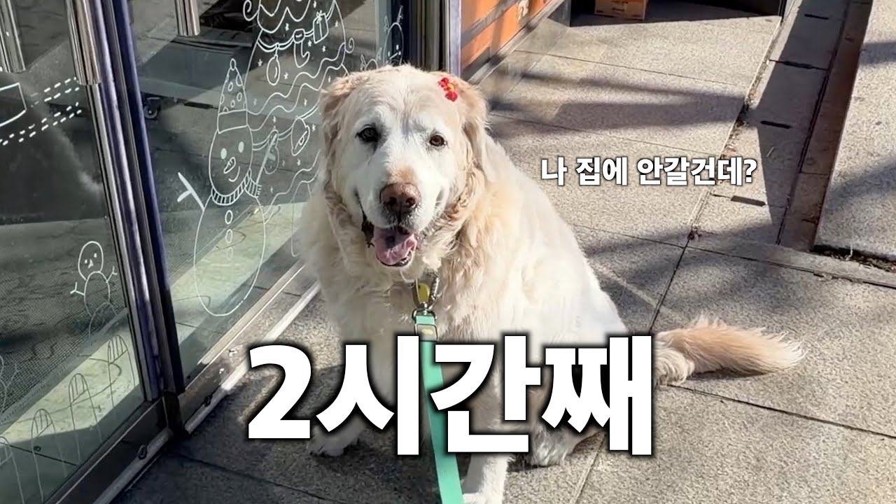 집에 절대 안 가려는 44kg 리트리버 집에 데려오기