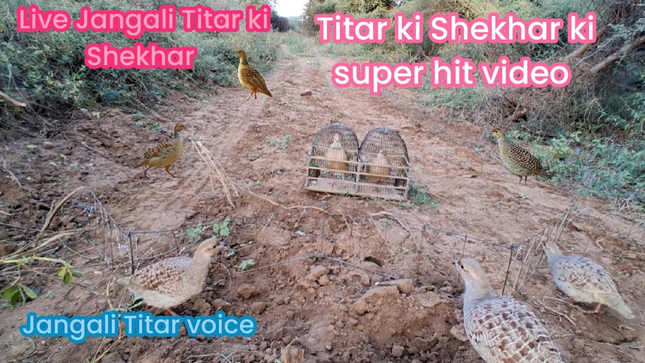 Paltu Titar se Jangali Titar pakdne ka tareeka Aaj tak ka sabse bast video 📹 