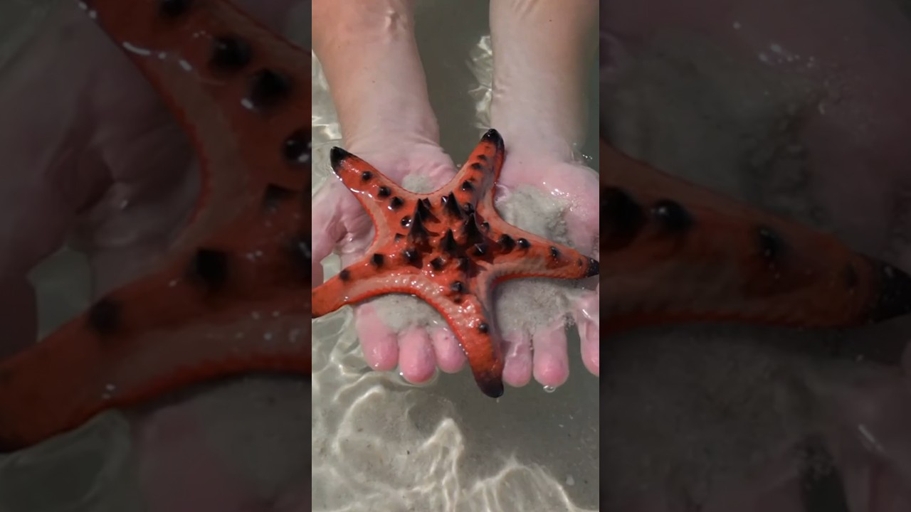 What Happens When a Starfish Loses a Limb?