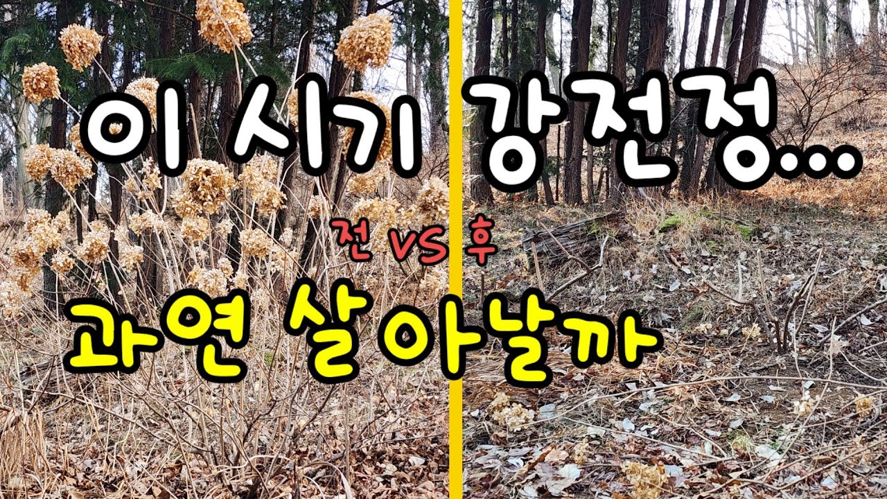 나무수국 가지치기 지금 해야 하는 진짜 이유(2~3월 필수작업)
