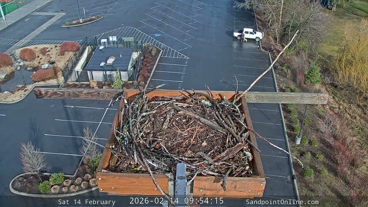 2026-02-14 Sandpoint Online - Osprey Nest Time-lapse