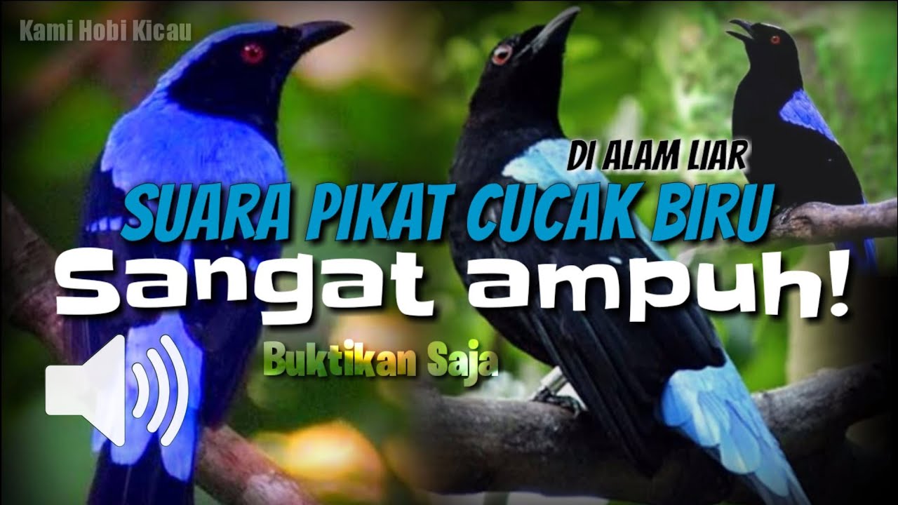 Suara Pikat Burung CUCAK BIRU mp3 - Di Jamin Ampuh