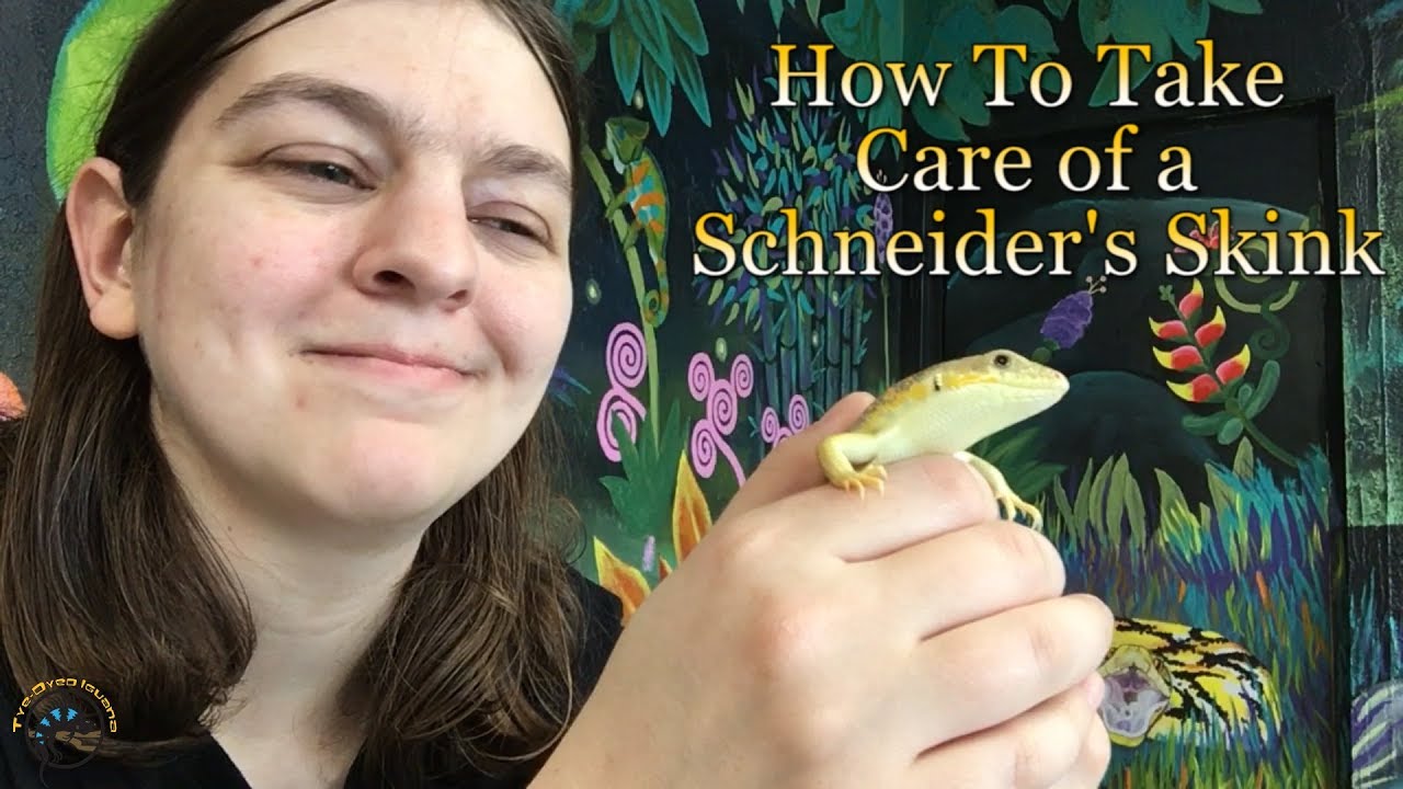 How to Take Care of a Schneider's Skink!