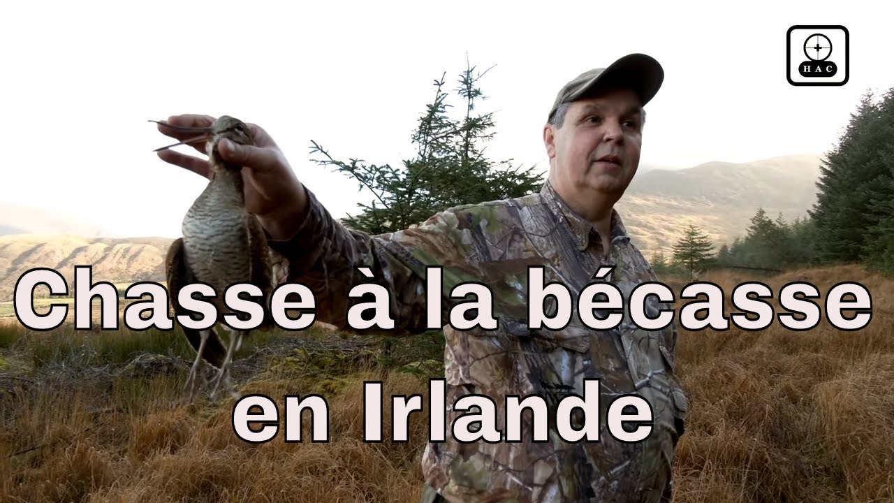 A la recherche de la bécasse en irlande