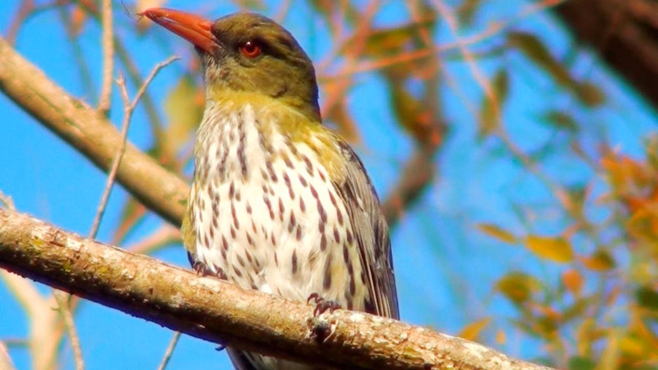 Olive-backed Oriole calling
