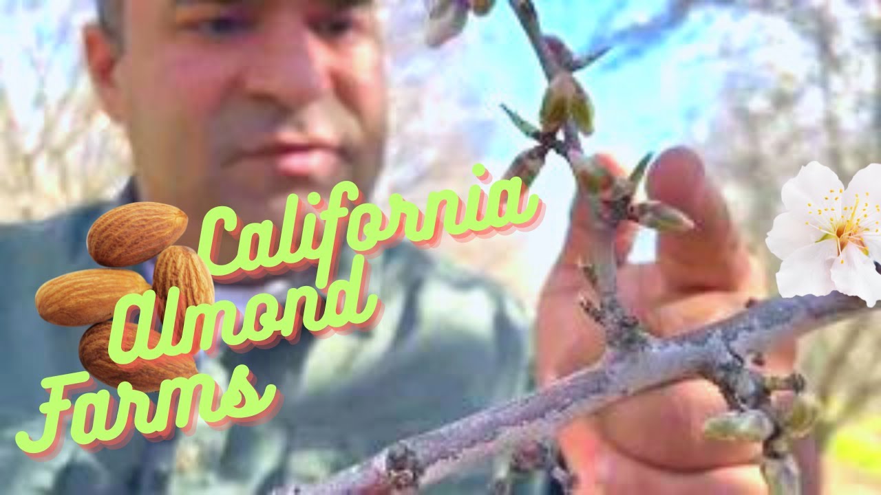#almond  #farms  in #california  | Bloom & Pollination Season | Detailed Video | 2023