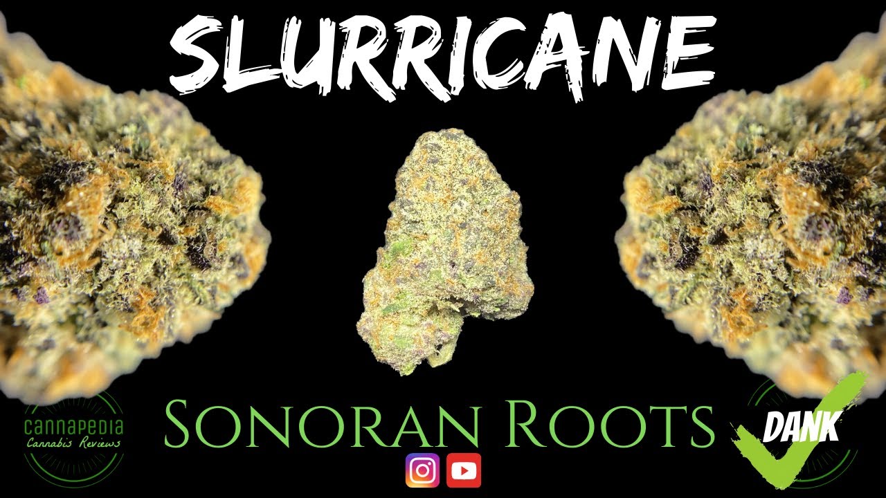 Slurricane Strain Review - Sonoran Roots - Cannapedia