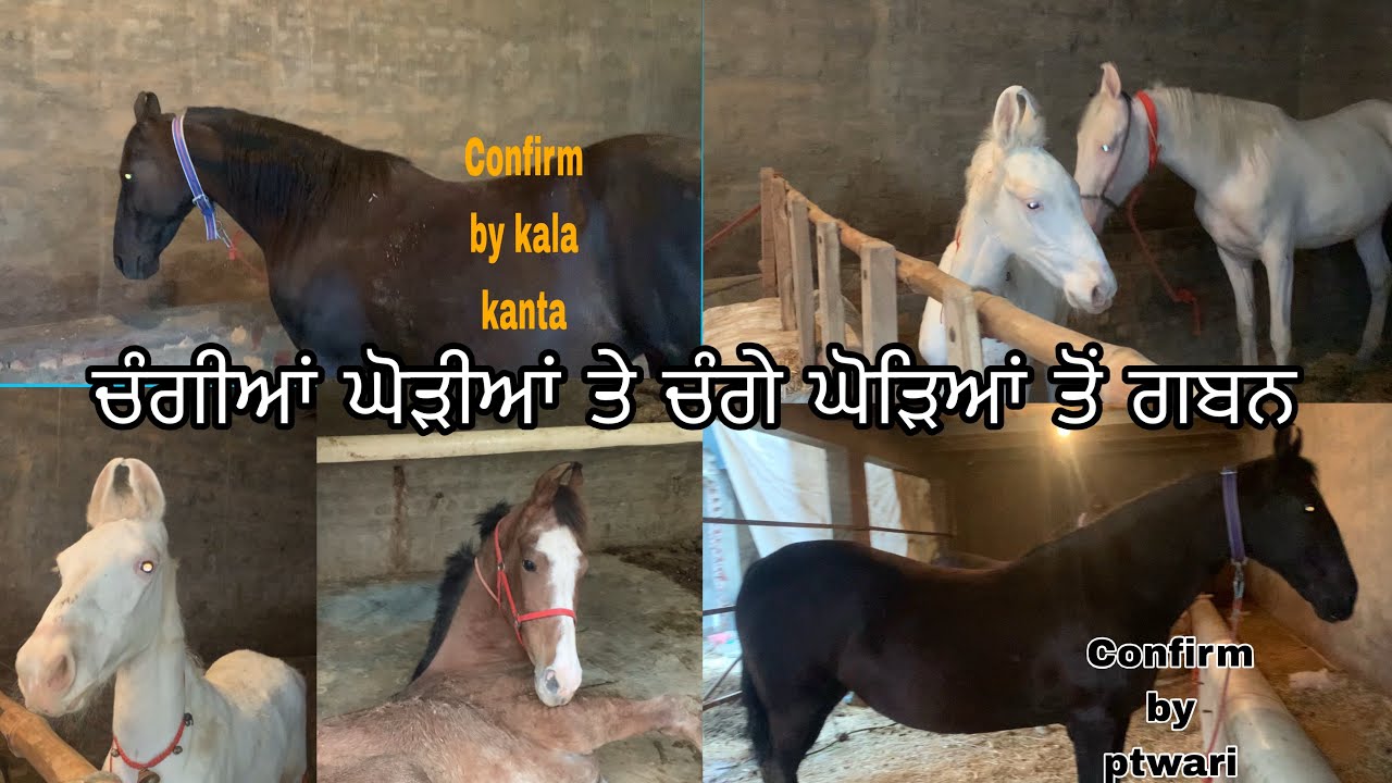 ਚੰਗੀਆਂ ਘੋੜੀਆਂ ਤੇ ਚੰਗੇ ਘੋੜਿਆਂ ਤੋਂ ਗਬਨ । not for sale.  