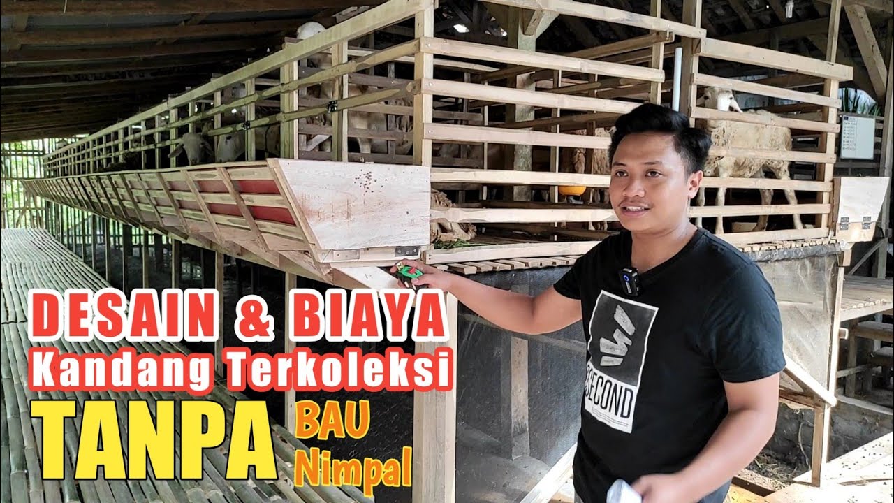 Membuat Kandang Domba Terkoleksi dijamin Tidak Bau dan tidak Usah Nimpal