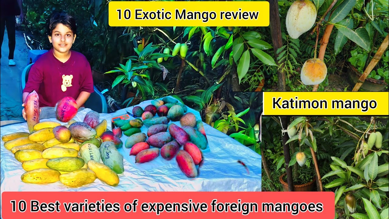 10 Exotic Mango review/katimon mango plant/Best varieties of expensive foreign mangoes/Ph-7601949430