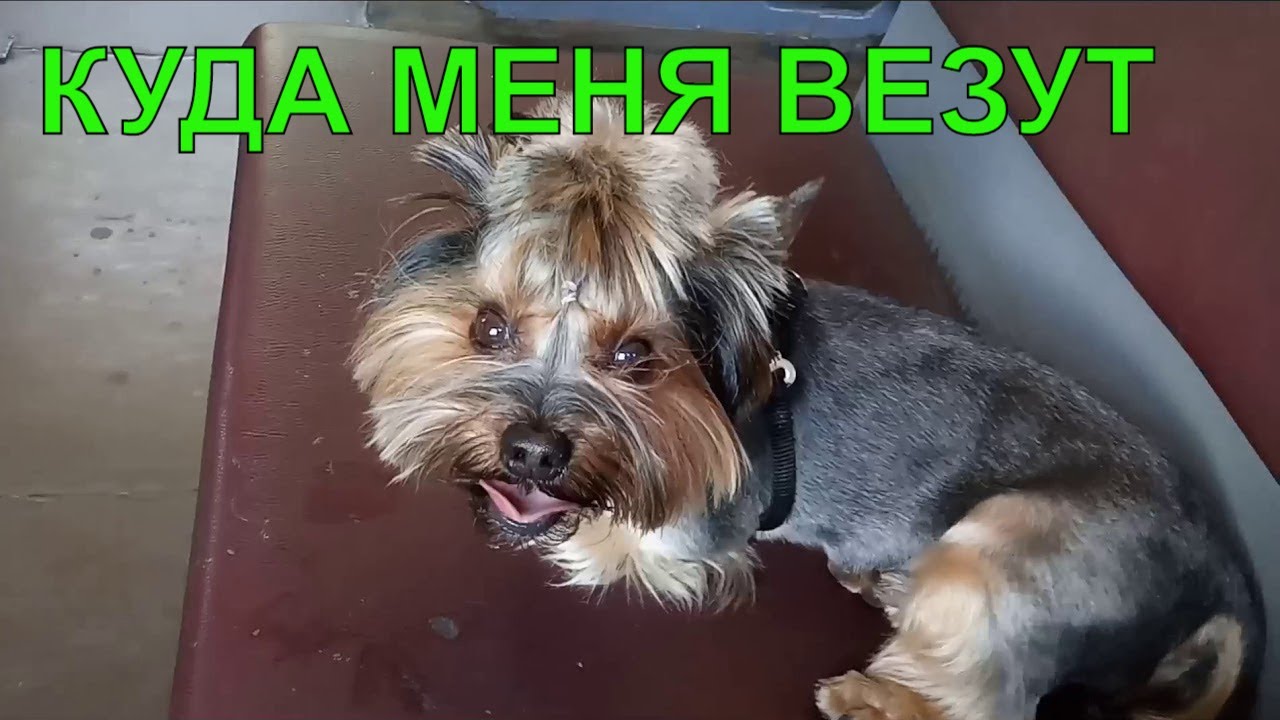 Влог/Дача/Весна/Поездка на дачу