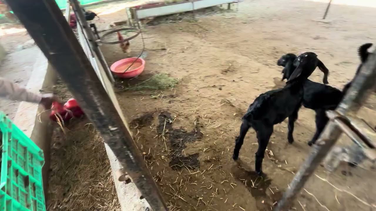 aaj sheli la vairan taktana vedio banvila aahe ksa vatla sanga