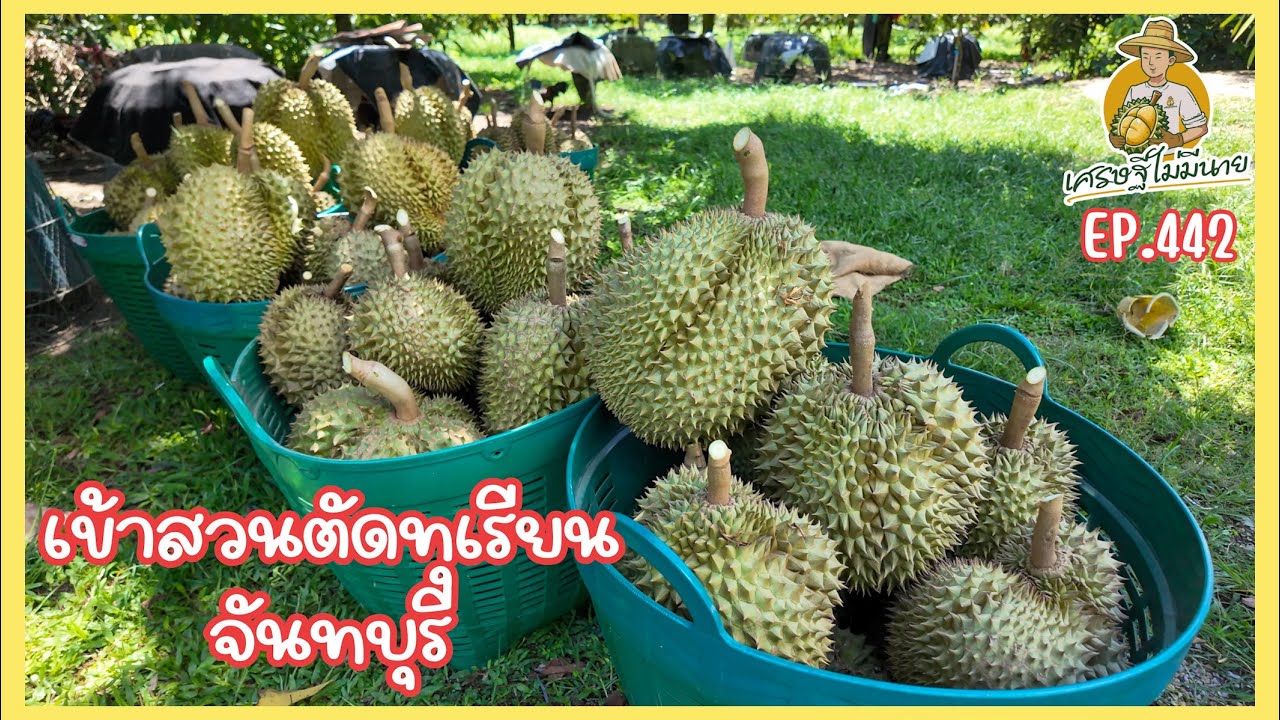 เข้าสวนตัดทุเรียน จังหวัดจันทบุรี/เศรษฐี ไม่มีนาย EP.442