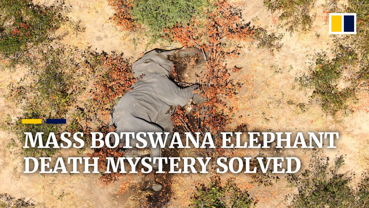 Mysterious mass deaths of elephants in Botswana linked to toxins in drinking water