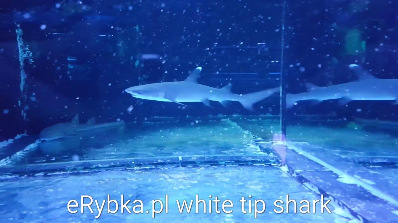 Whitetip Reef  shark in eRybka.pl