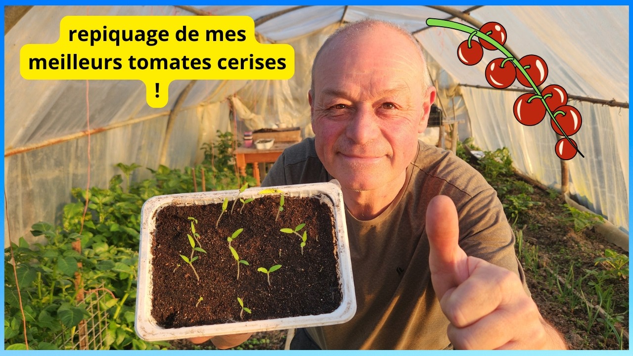 Repiquage de mes super tomates CERISES
