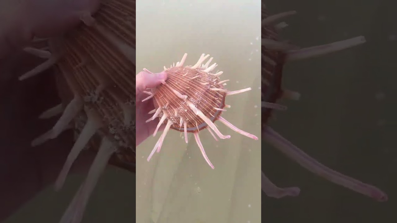 Who loves spondylus !?