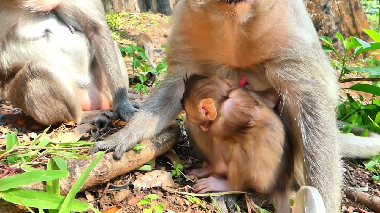HuHu! Daddy monkey .... tiny baby Emoly monkey
