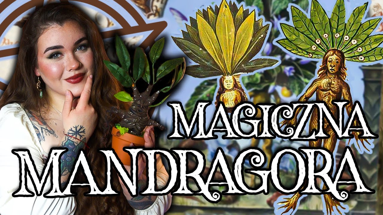 MANDRAGORA - NIEBEZPIECZNA, MAGICZNA ROŚLINA, W KT&Oacute;RĄ NIKT NIE WIERZY, A ISTNIEJE NAPRAWDĘ 😨