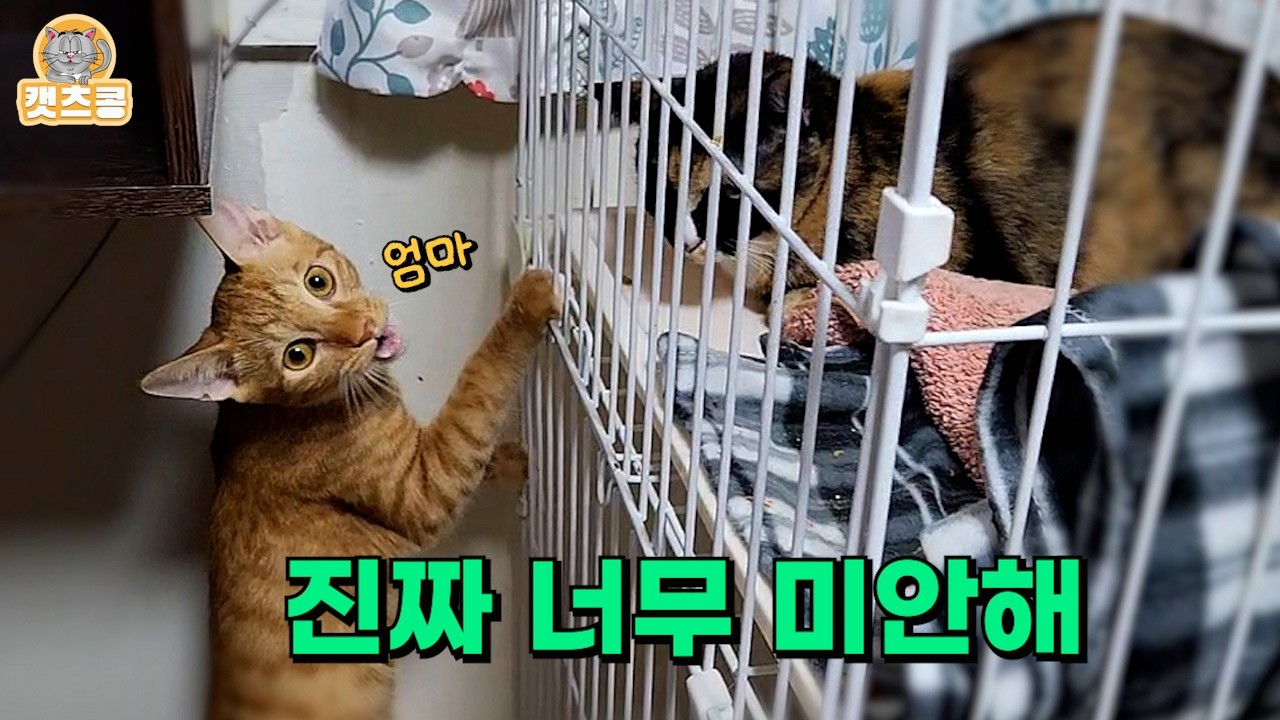 중성화해서 못 만나게 했더니, 엄마랑 영원히 떨어지는 줄 알고 케이지 앞에서 하염없이 운다.