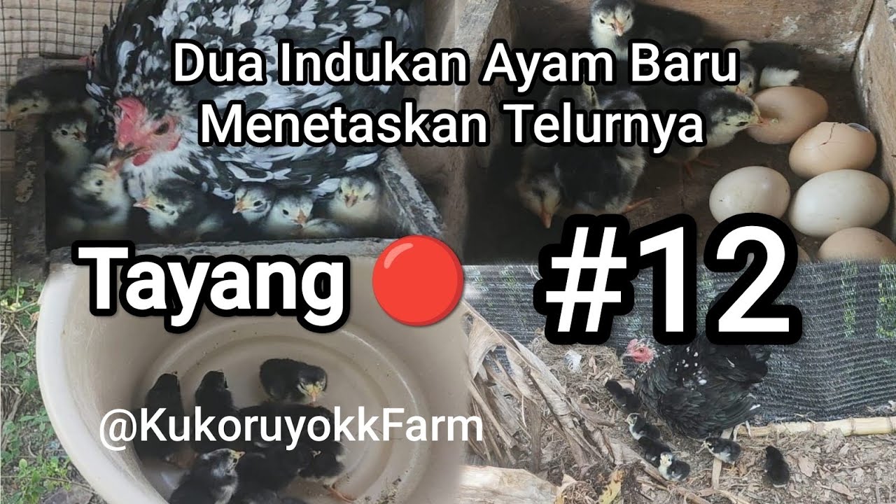Dua Indukan Ayam Baru Menetaskan Telurnya Serentak di Pagi Hari @KukoruyokkFarm Part 12