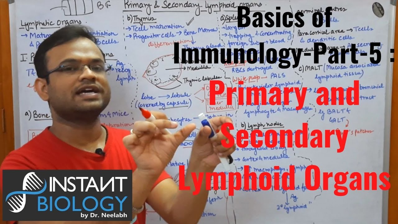 Basics of Immunology Part 5: Complete lecture on Primary and Secondary Lymphoid Organs