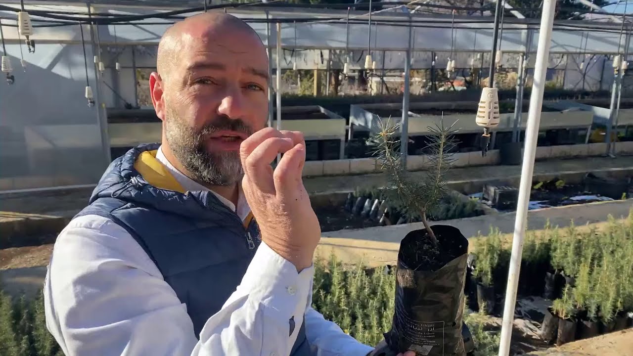 A Great Morning From Bsharri: Native Trees of Lebanon, “Cedar Trees” Nursery with Charbel Tawk