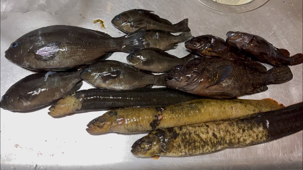 自家製の魚醤をつくって最高の料理を‼︎