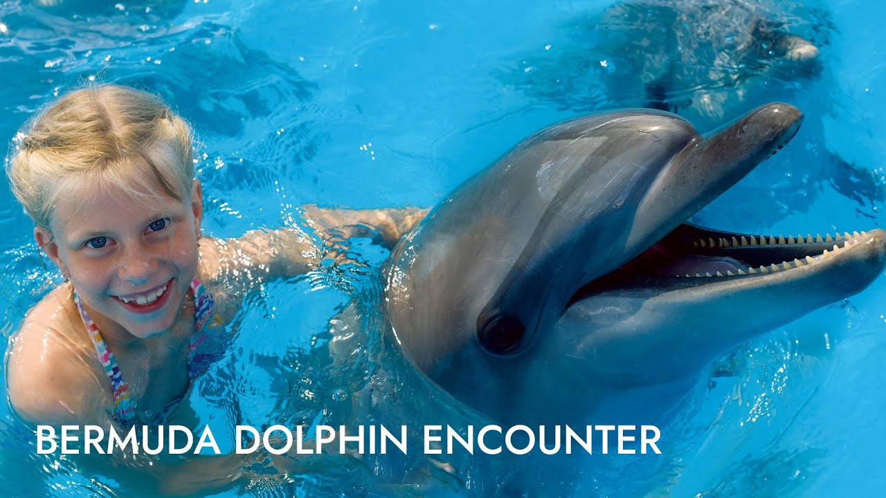 Bermuda Dolphin Experience | Shore Excursion | NCL
