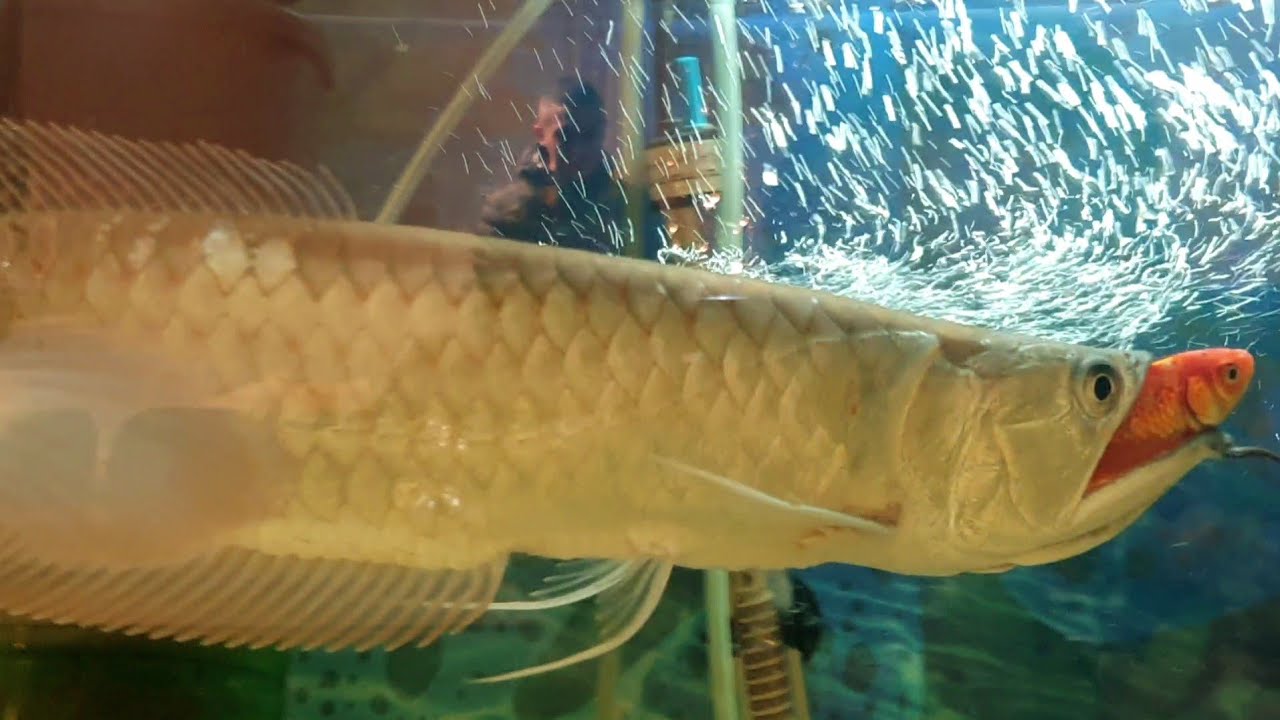 اطعام سمكة الاروانا لحظة افتراس قوي ومعلومات عن تربية feeding silver Arowana مع معتز مطور