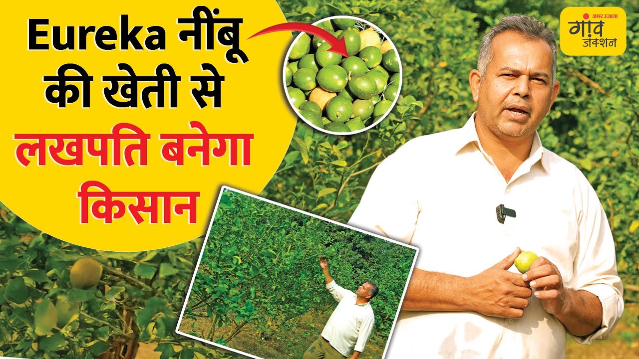AGRICULTURE: किसानों को अमीर बना देगी नींबू की ये Variety | Gaon Junction LIVE