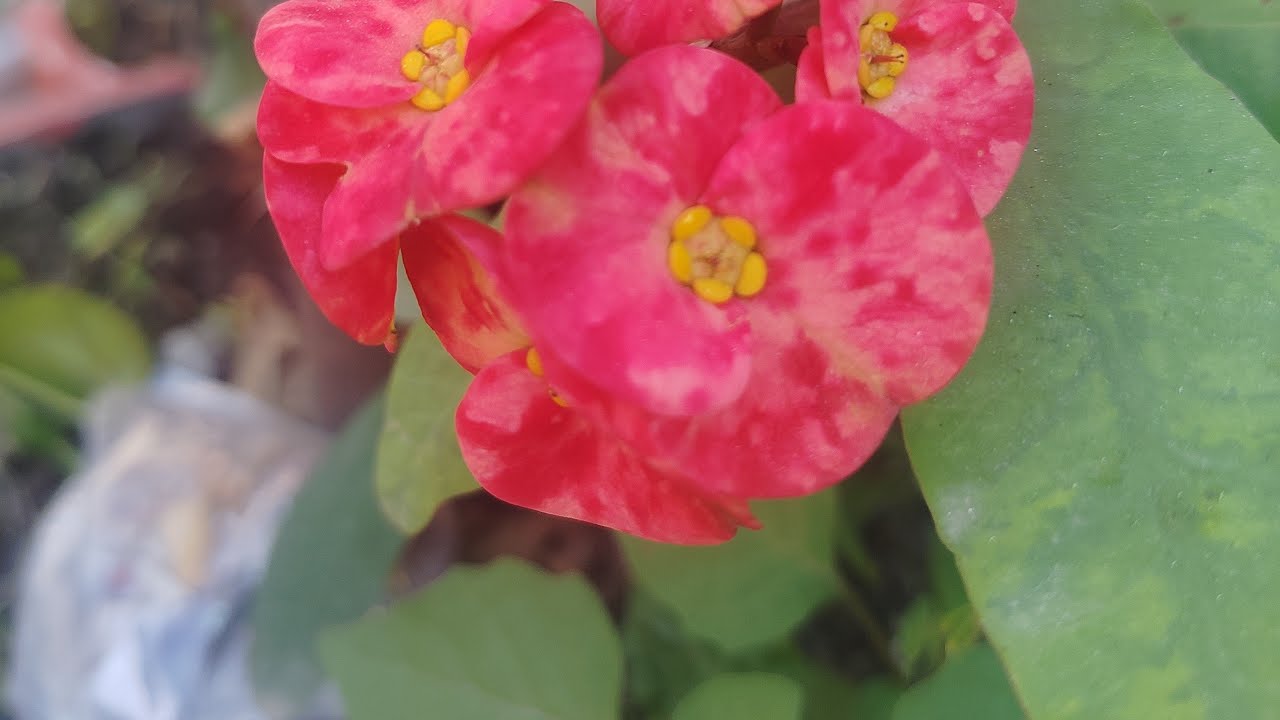 गुड मॉर्निंग राधे कृष्णा हमारी लाइव में आप सभी लोगों का स्वागत है