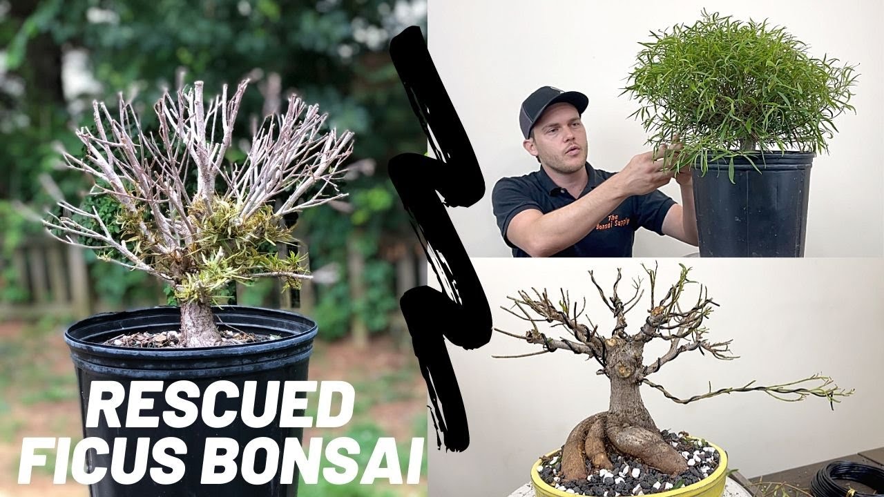 Rescued Ficus get its first styling | The Bonsai Supply