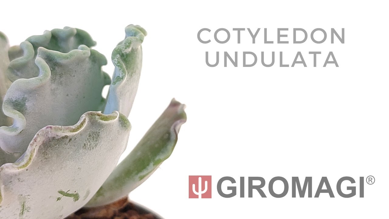 Cotyledon undulata