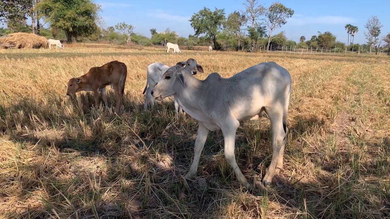 Animal video cow cows eat grass video cow.