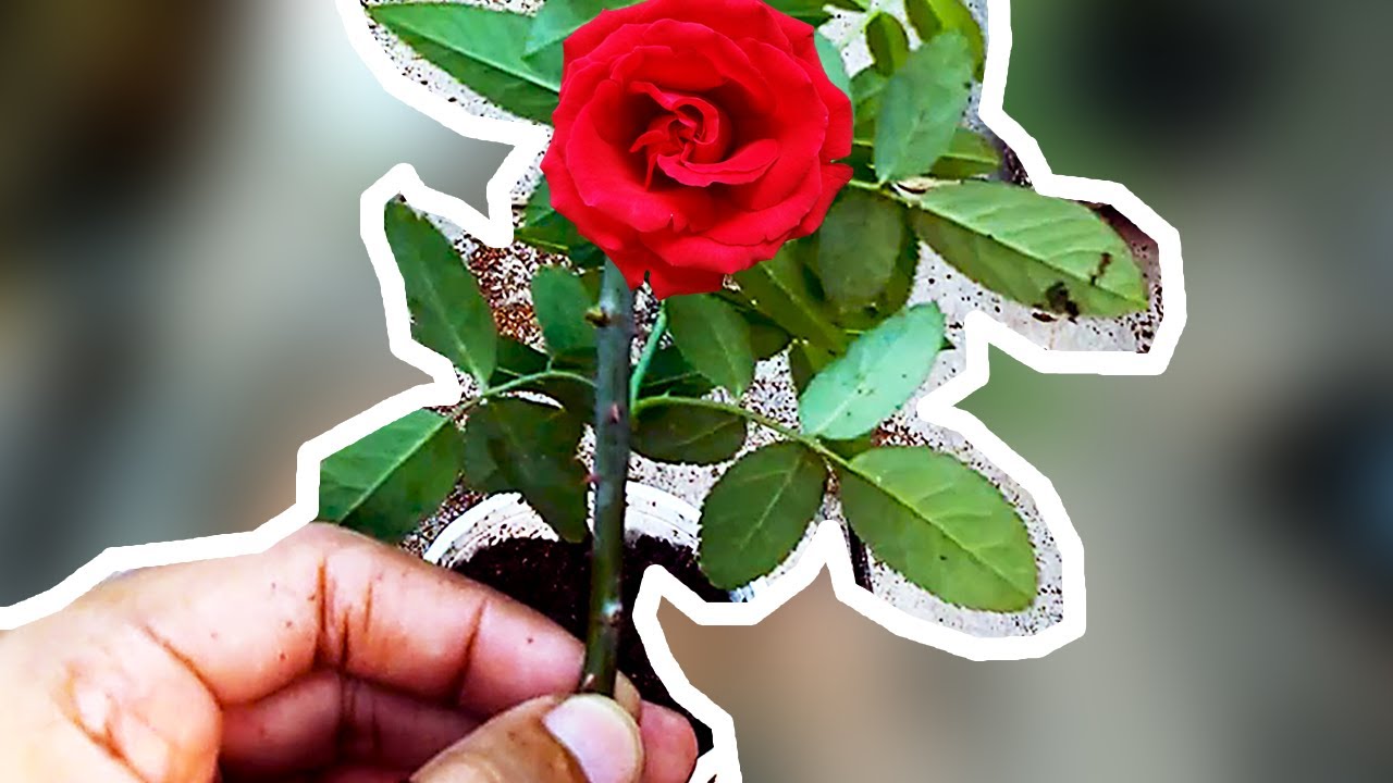 How to Grow Rose Plant from Cutting? (Urdu|Hindi)