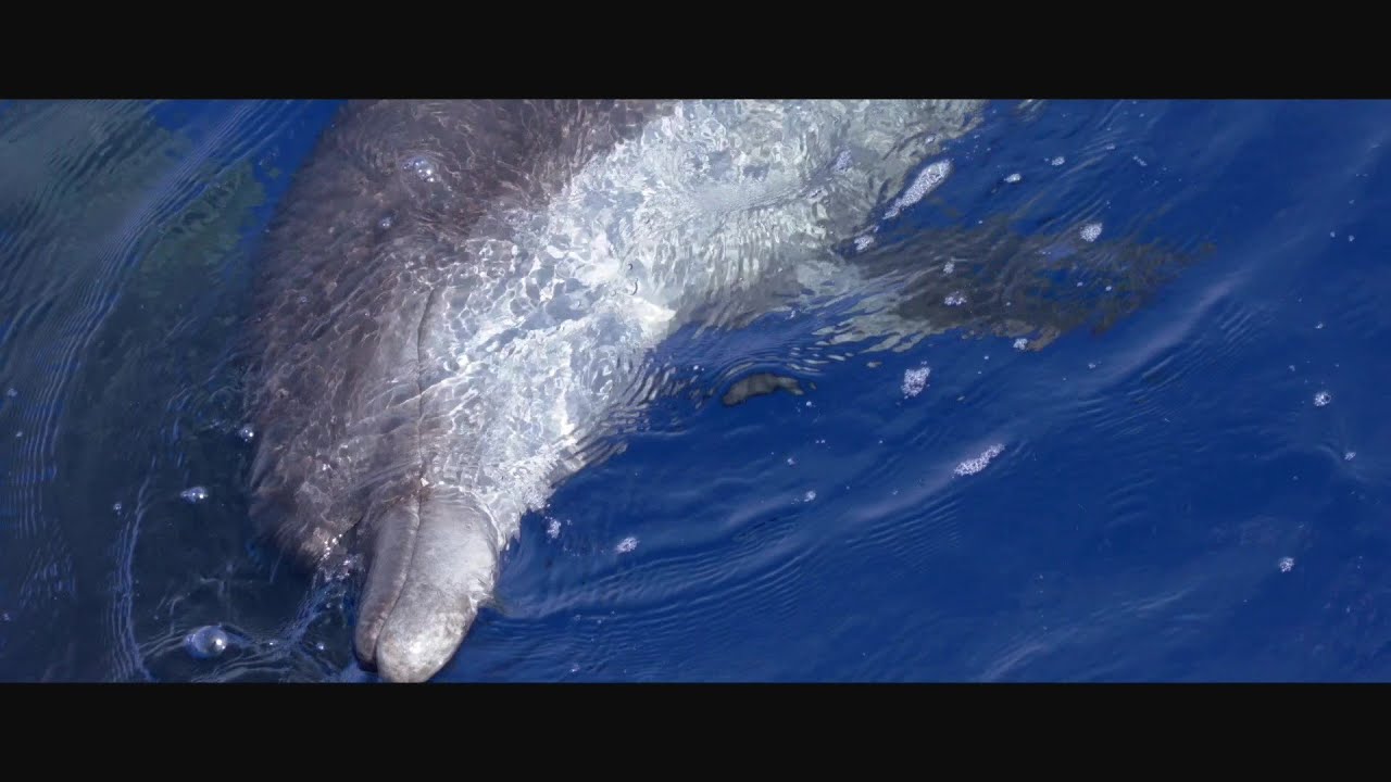 Emperor Divers Port Ghalib (Marsa Alam)