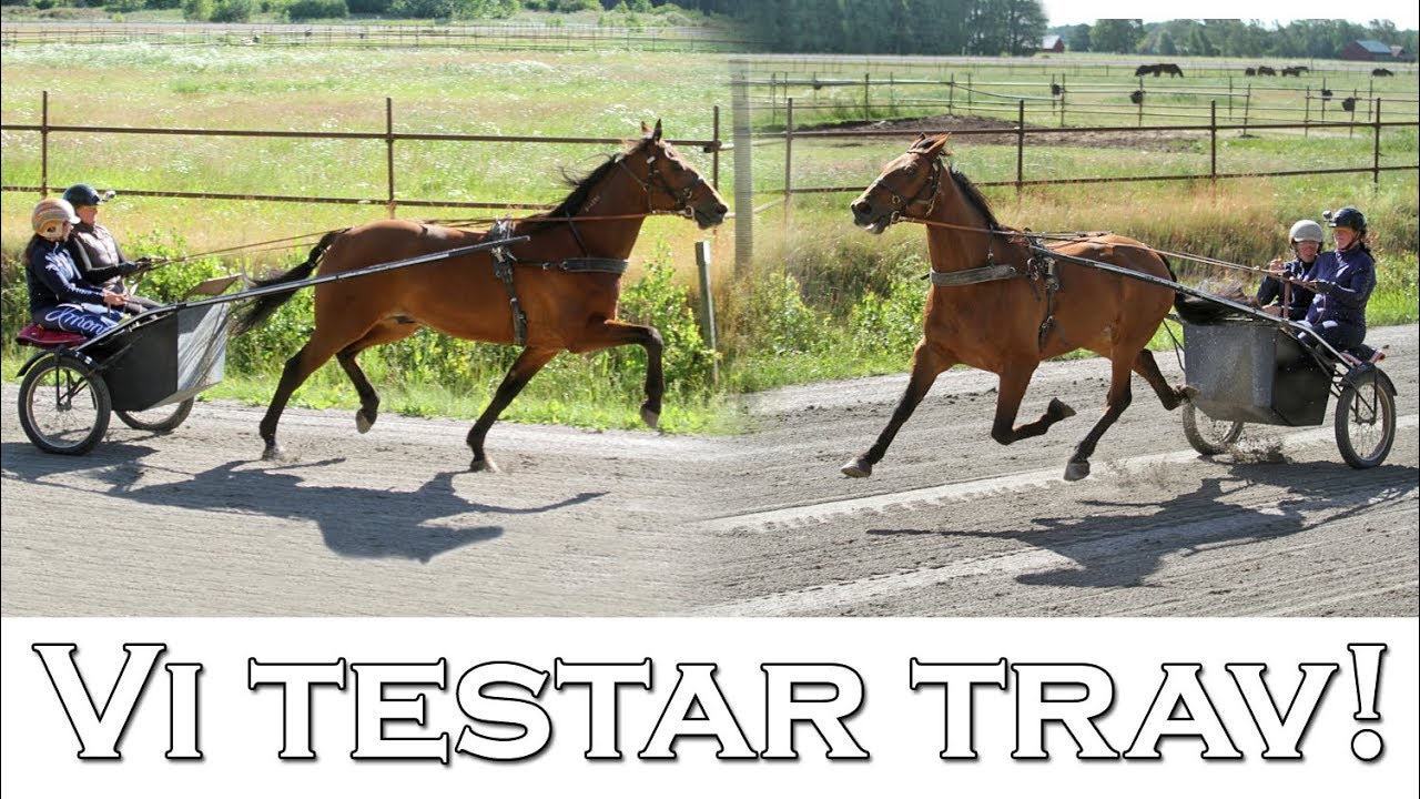 Elfstrands testar - Trav / Att köra travhäst