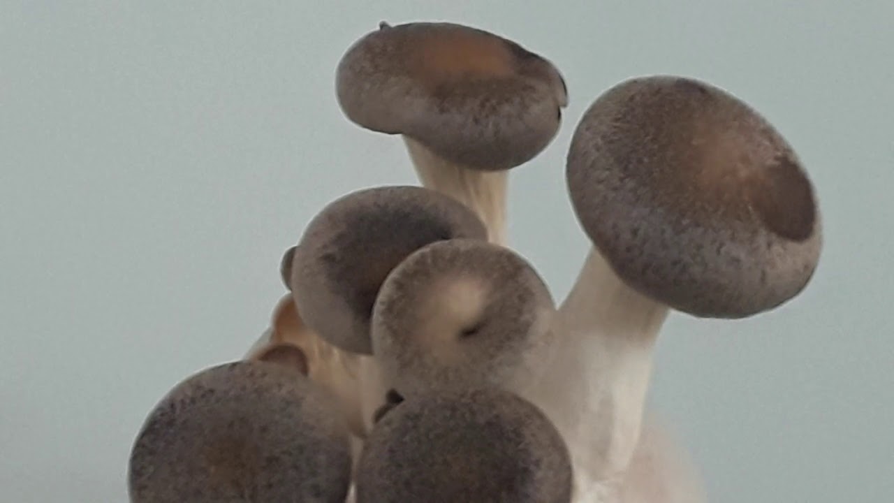 Cogumelos Shimofuri