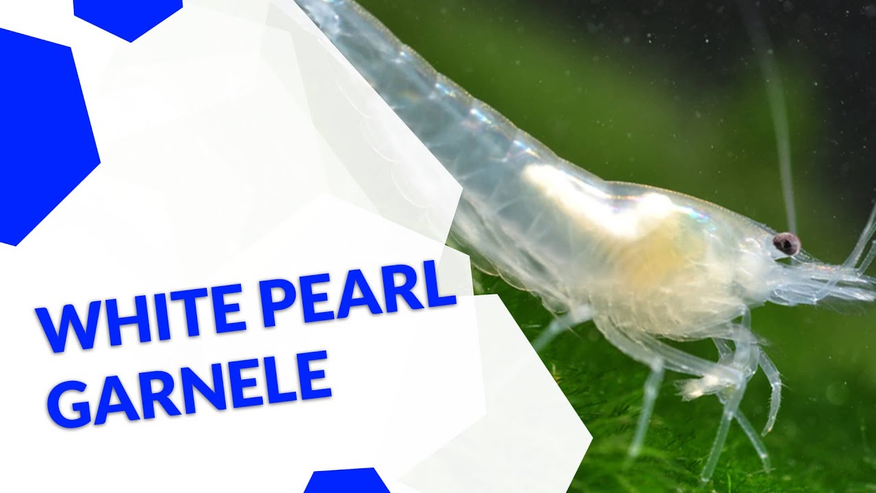 White Pearl Garnele | Neocaridina palmata | die Weißperlenengarnele für dein Aquarium 🦐