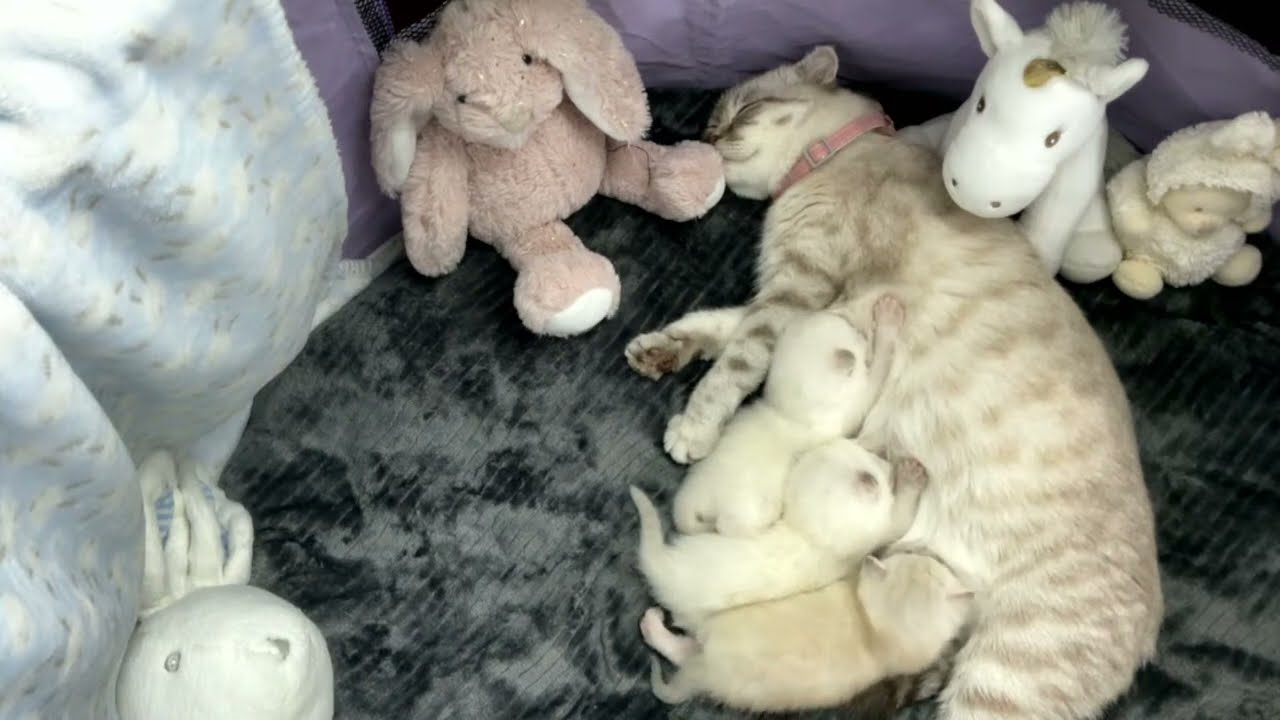 LIVE 24/7: Милые шотландские котята, 15 дней, и мама-кошка с Lo-Fi #catsvideo